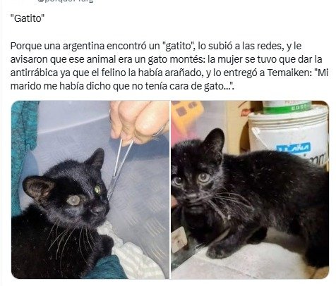 gatos, perros, animales, mascotas, argentina